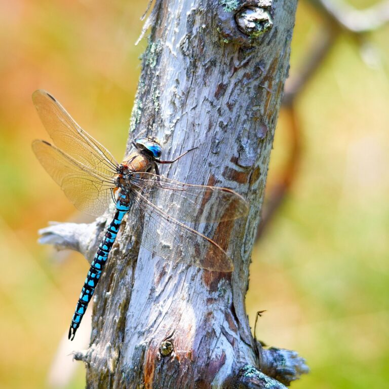 Aeshne azurée (libellule aux yeux bleus, thorax marron et abdomen bleu et noir) posée sur une branche.