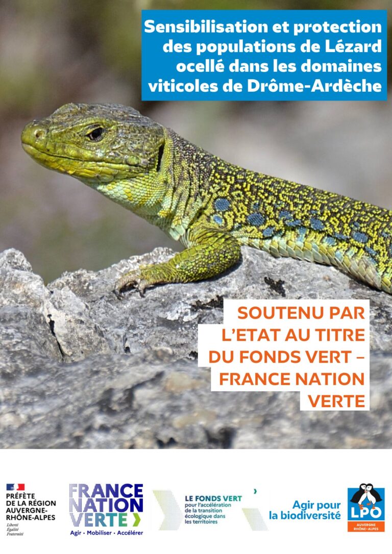 Protection du lézard ocellé dans les domaines viticoles (26/07) LPO AuvergneRhôneAlpes