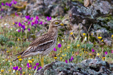 Œdicnème criard (oiseau de taille moyenne gris-brun) au milieu de rochers et de fleurs jaunes et violettes
