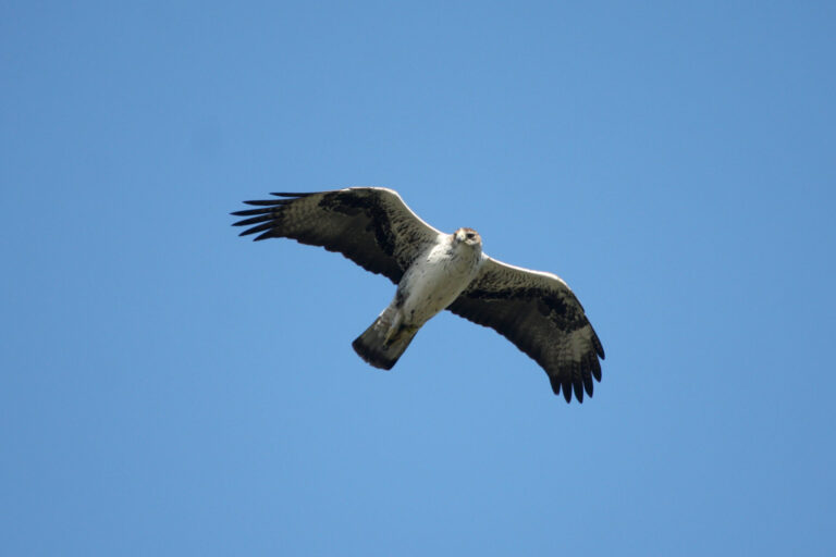 Aigle de Bonelli