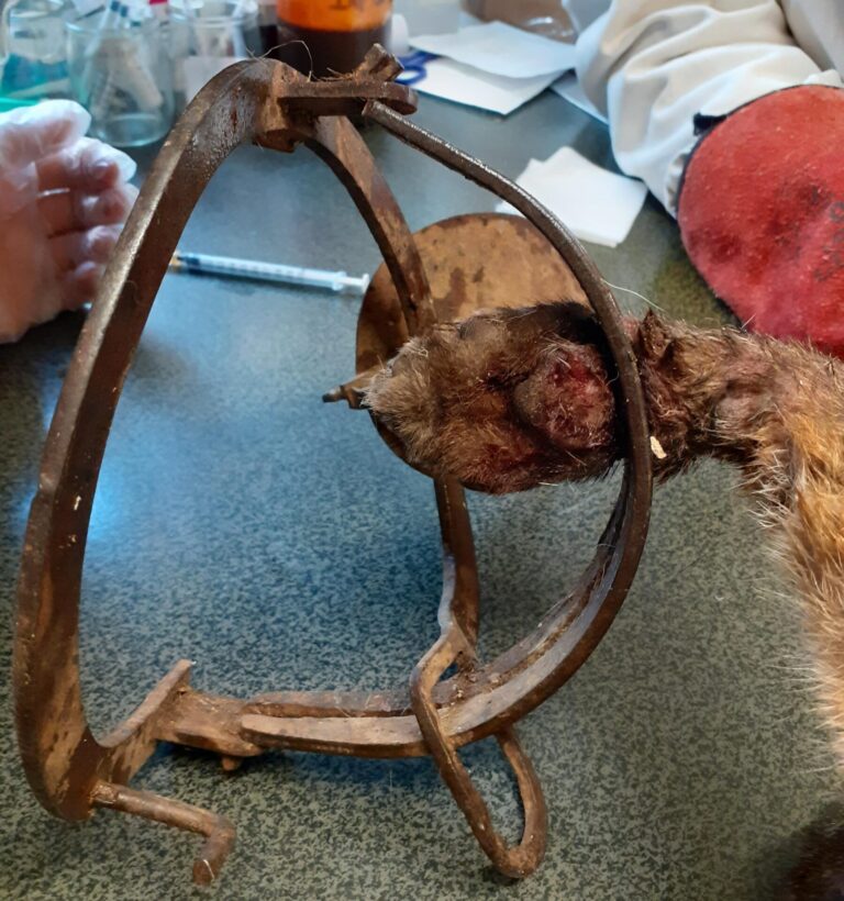 Patte d'un renard coincée dans un piège à mâchoire illégal et interdit