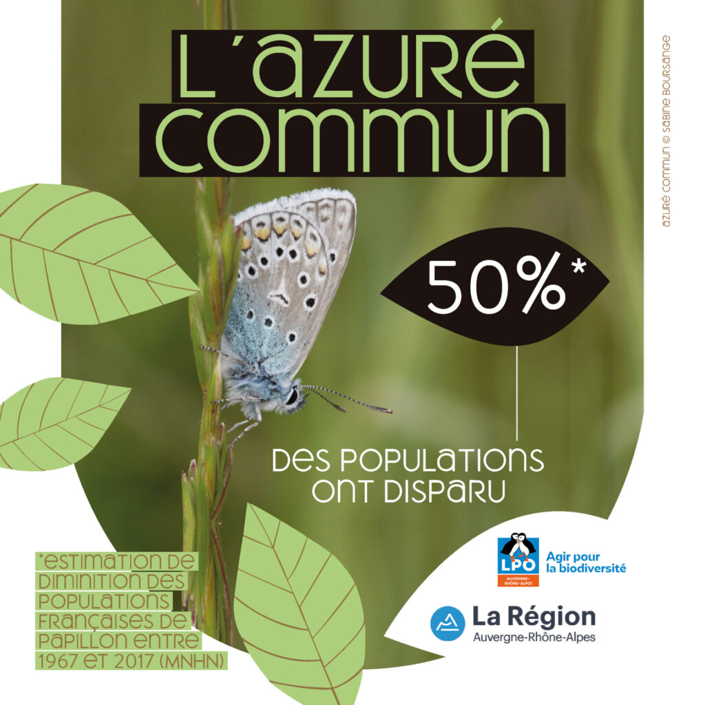 L'Azuré commun : 50% des populations on disparu (estimation de diminution des populations françaises de papillon entre 1967 et 2017 - MNHN)