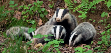 Petite famille de blaireaux d'Europe