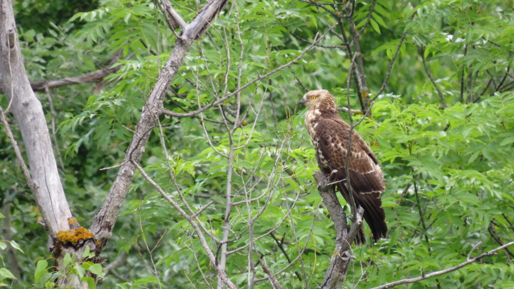 Bondrée apivore juvénile