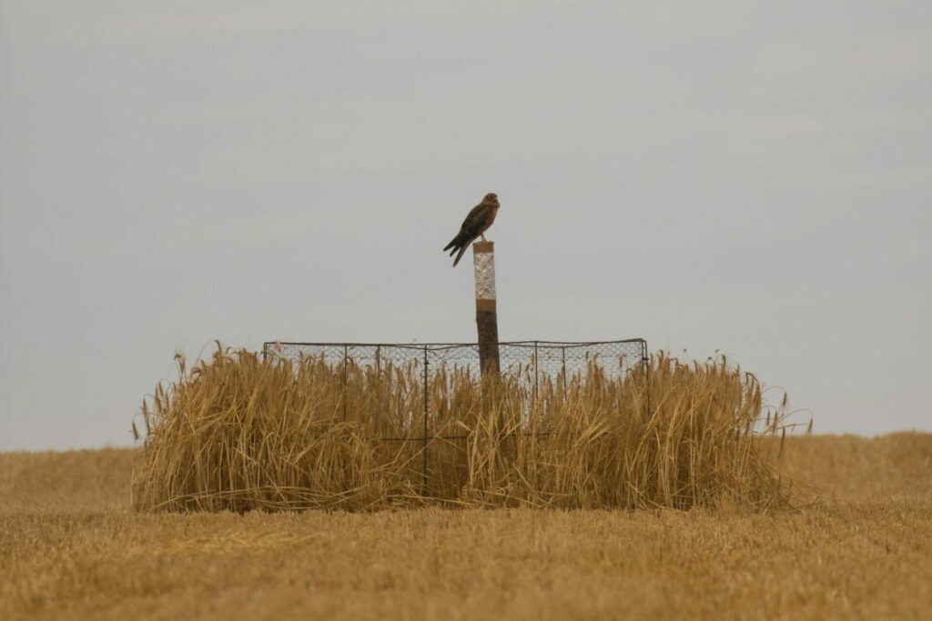 Busard cendré sur un poteau au dessus de son nid protégé dans un champ de blé