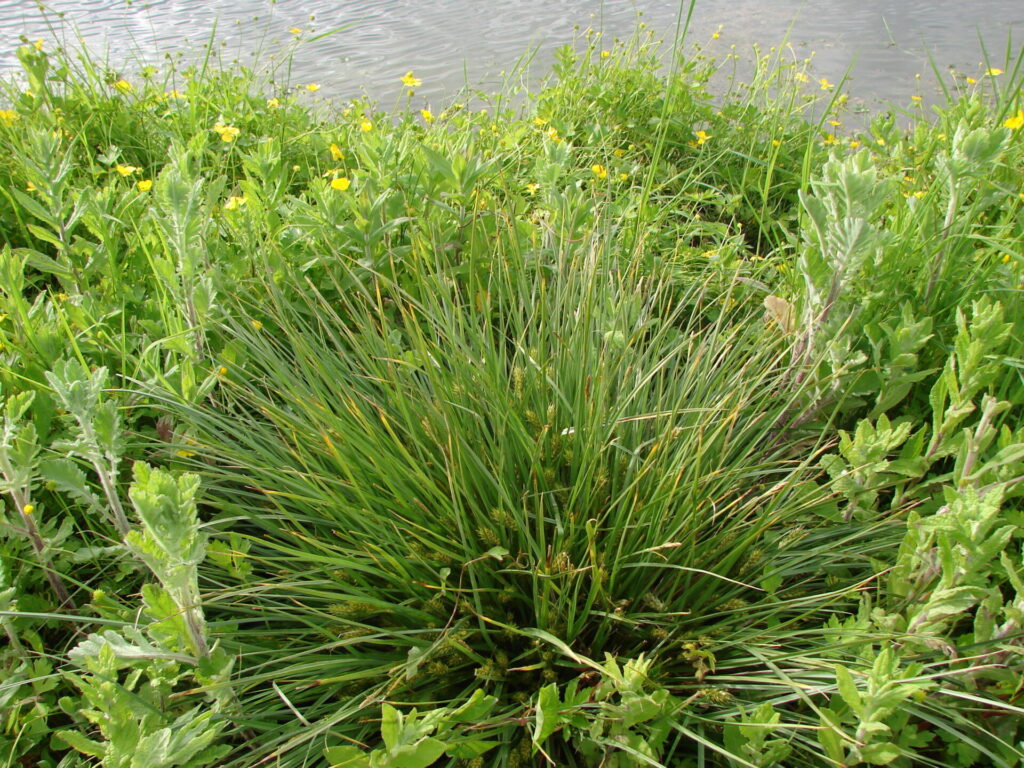 Carex à épis d'orge à l'ENS du Marais de Lambre