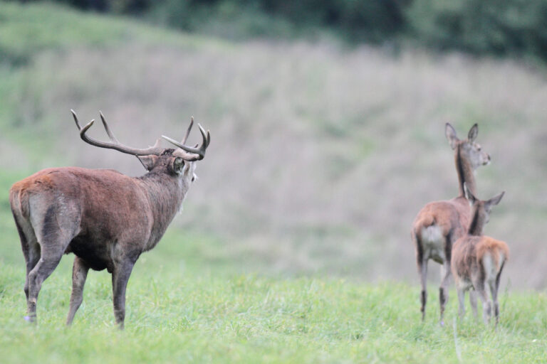 Cerf bramant avec une biche et un faon en arrière plan