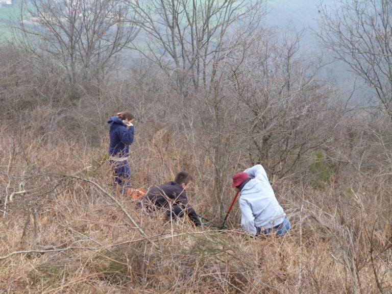 Chantier friche à busard © Bertrand Tranchand