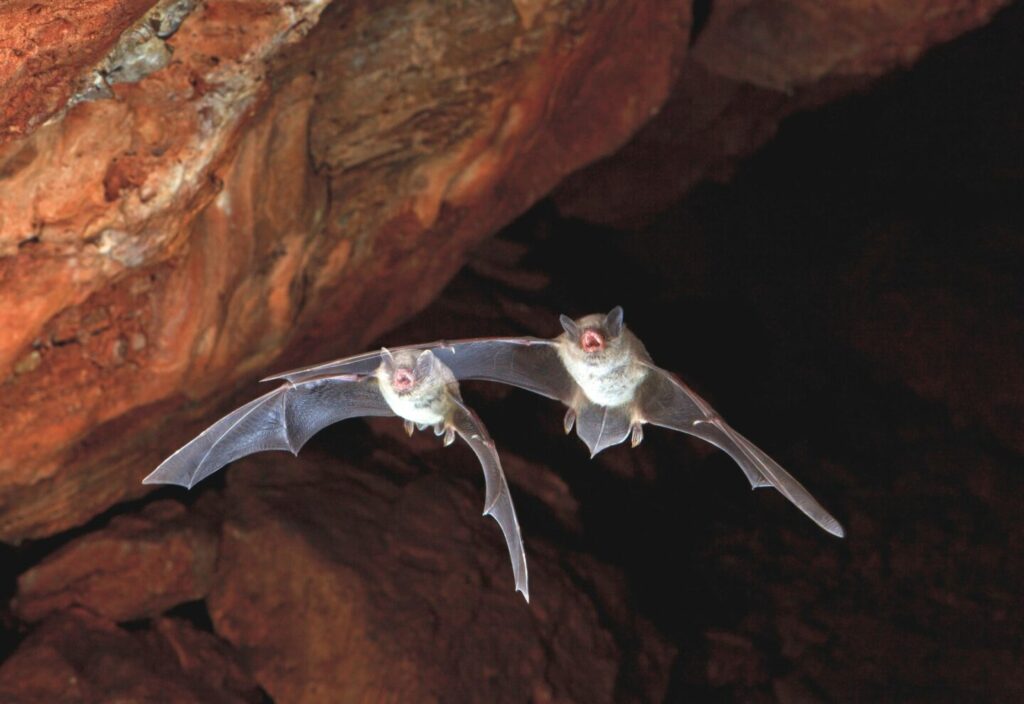 Deux chauves-souris en vol dans une grotte