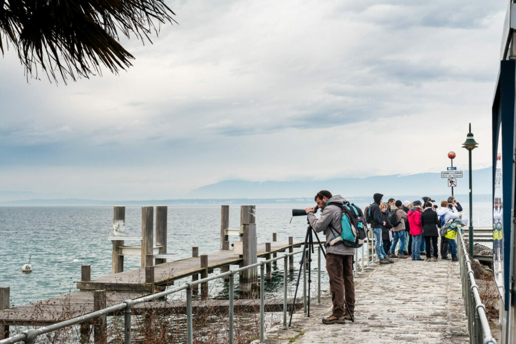 Plusieurs personnes observent les oiseaux d'eau depuis un ponton du lac Léman