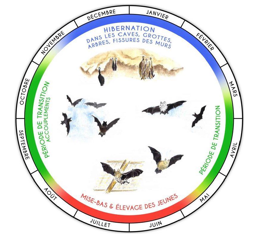 Cycle de vie des chauves-souris