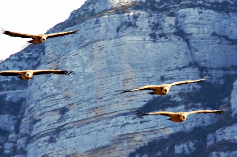 quatre vautours en vol