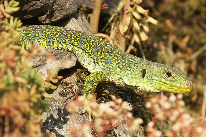 Lézard ocellé