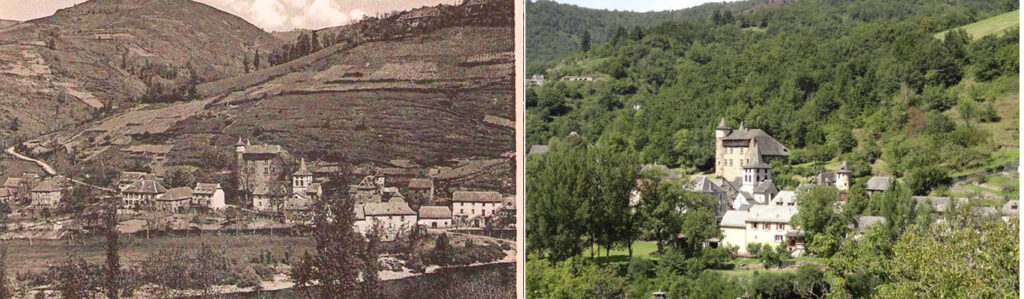 Lézard ocellé - Evolution du paysage à Vieillevie