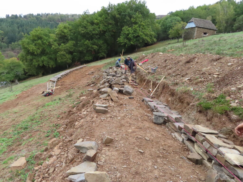 Lézard ocellé chantier de construction d'un muret de pierre-sèche