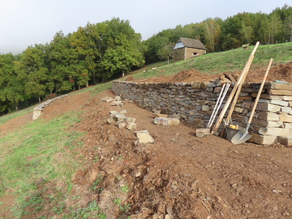 Lézard ocellé chantier de construction d'un muret de pierre-sèche