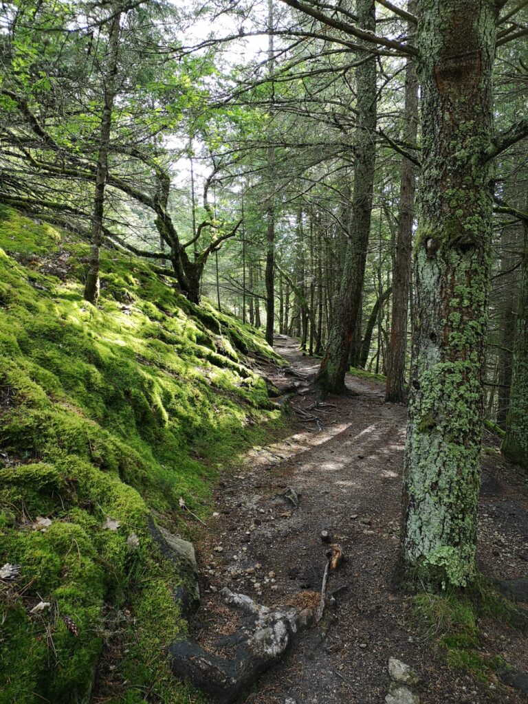 Sentier de l'ENS de la Côte Verse à Volvic. les rayons du soleil illuminent les mousses du sous bois au travers des sapins