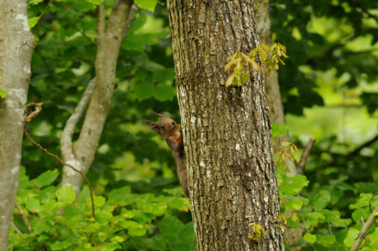 Ecureuil roux qui grimpe aux arbres