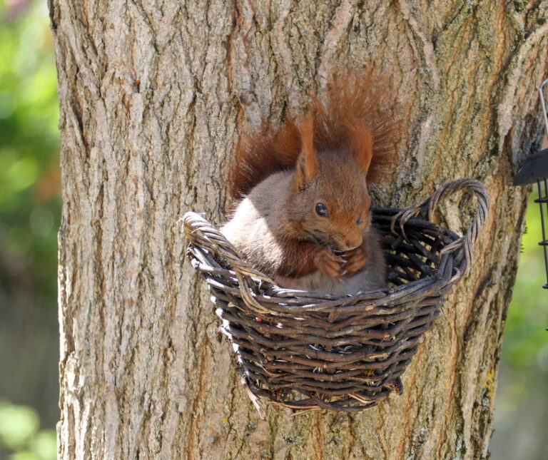 Ecureuil roux dans un petit panier suspendu dans un arbre