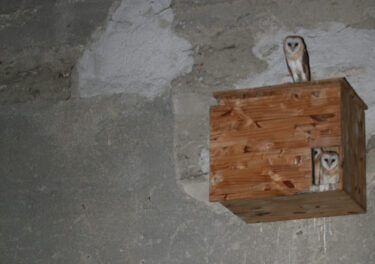 Effraies des clochers dans leur nichoir