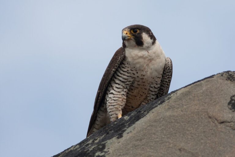 Faucon Pèlerin perché sur un rocher, sur fond de ciel bleu.