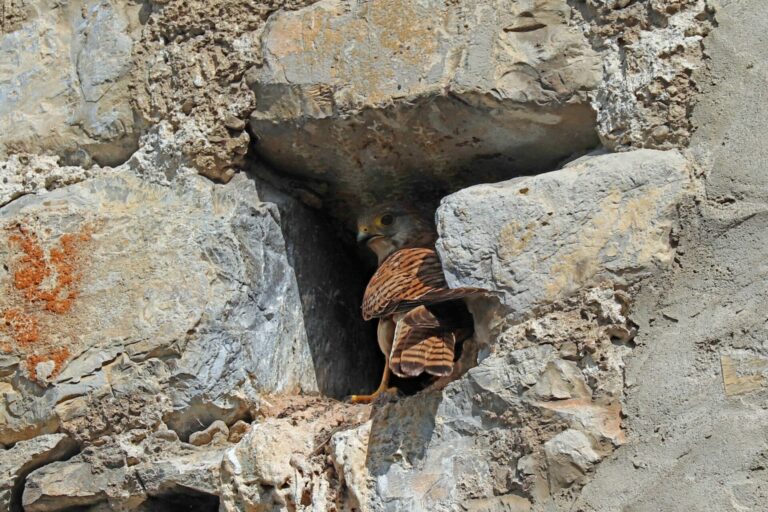 Faucon crécerelle dans la roche