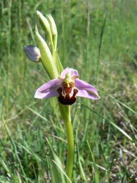 orchis abeille