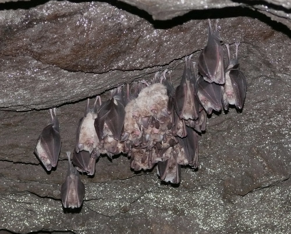 Chauves-souris en hibernations dans une cavité de la RNR des Grottes et Cheires de Volvic