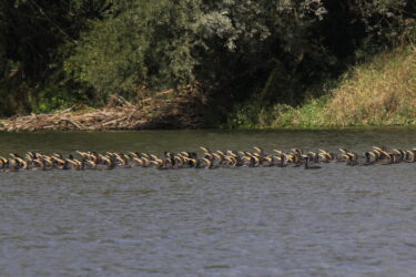 Grands cormorans © René Diez