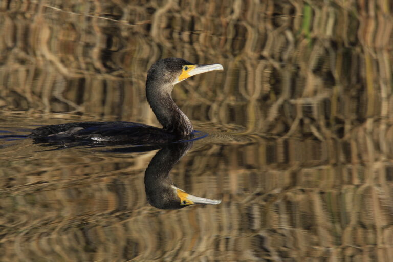 Grand cormoran © René Diez