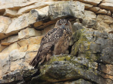 Hibou grand-duc posé sur un rocher