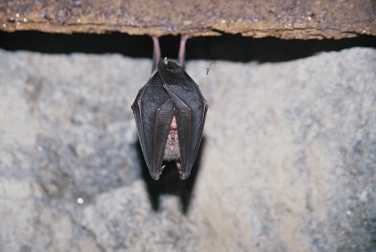 Grand rhinolophe suspendu la tête en bas ; ses ailes enveloppent son corps