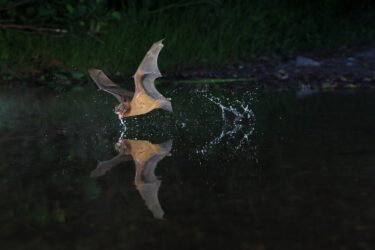 Grande noctule entrain de s'abreuver en vol