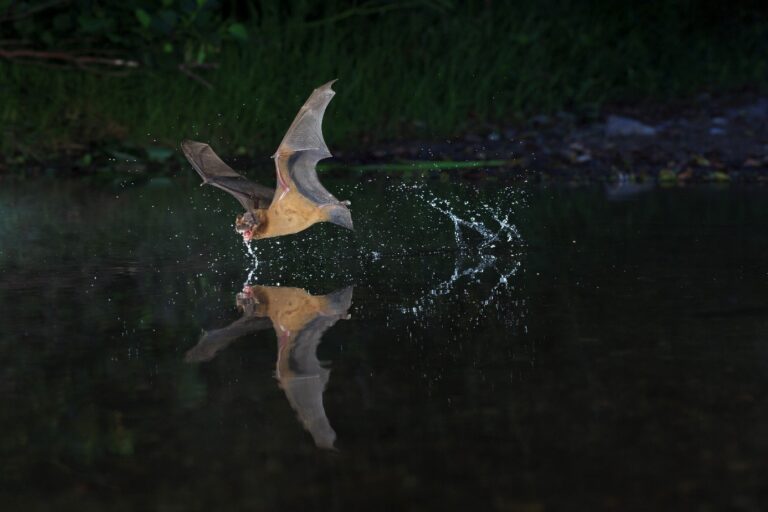 Grande noctule entrain de s'abreuver en vol