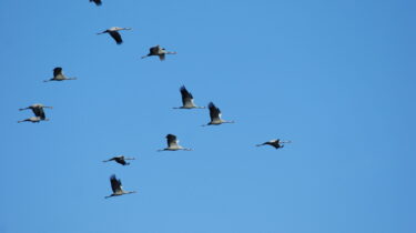 Grues cendrées