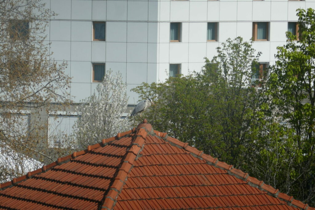 Héron cendré posé sur le toit d'une maison
