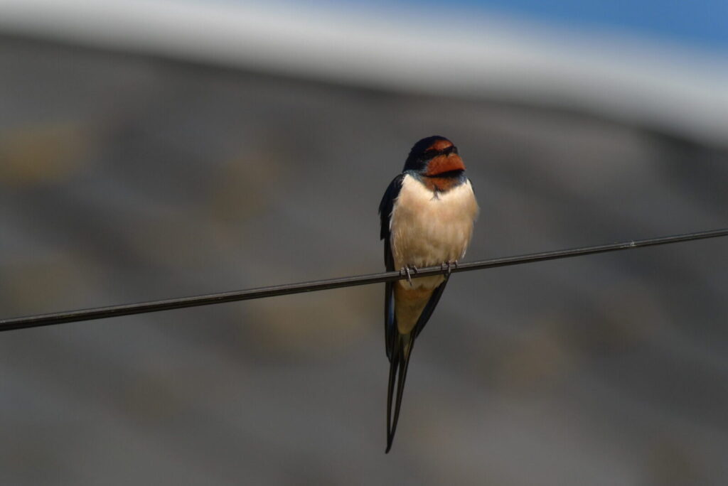 Hirondelle rustique © Romain Riols