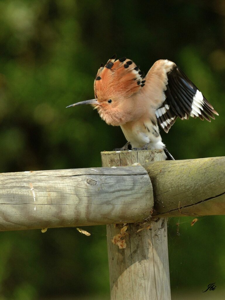 Huppe fasciée, un oiseau noir et chamois dont la tête est ornée d'une huppe