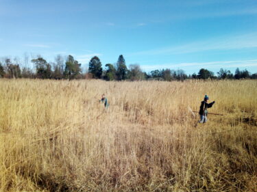 Chantier bénévole dans une prairie