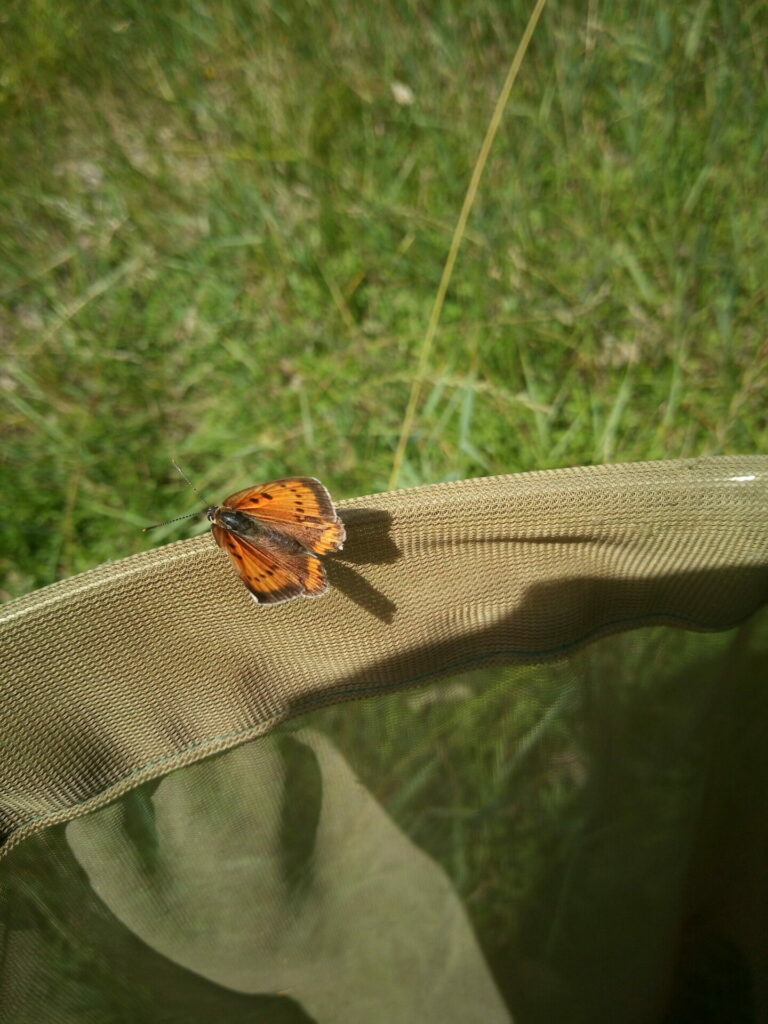 Cuivré des marais posé sur un filet à papillon