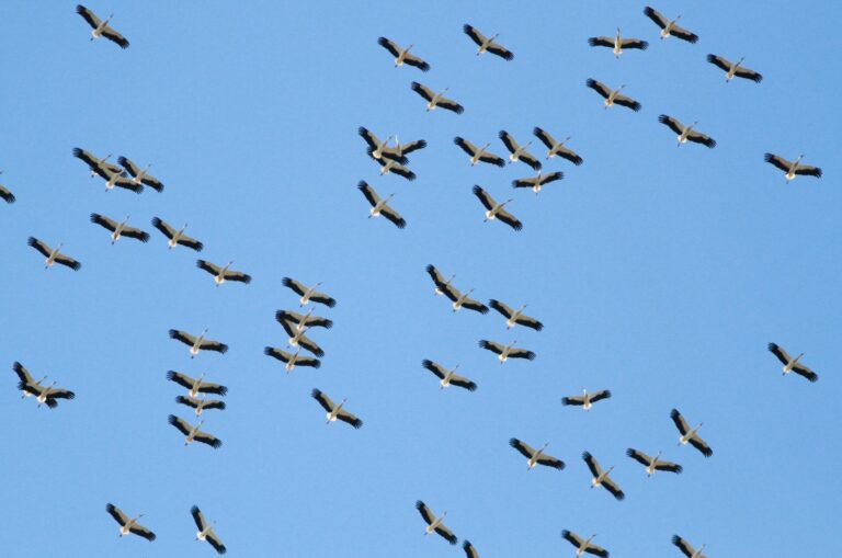 Vol de cigognes dans le ciel