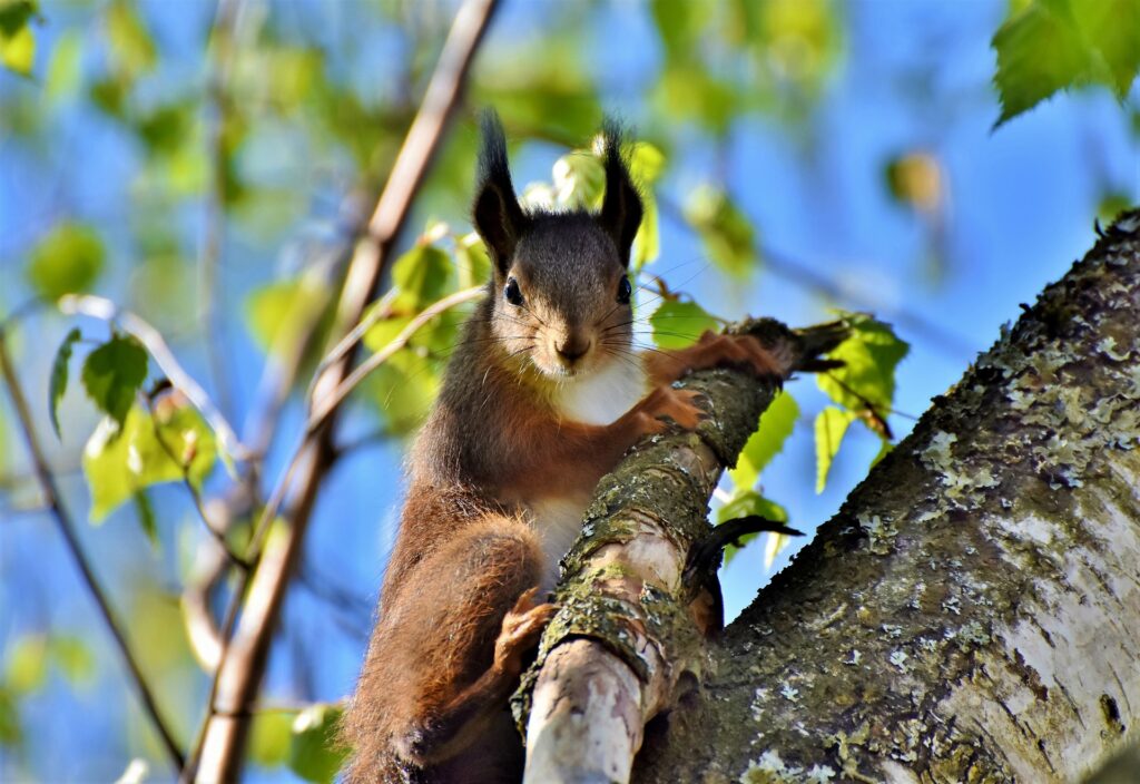 Ecureuil posé sur une branche d'arbre