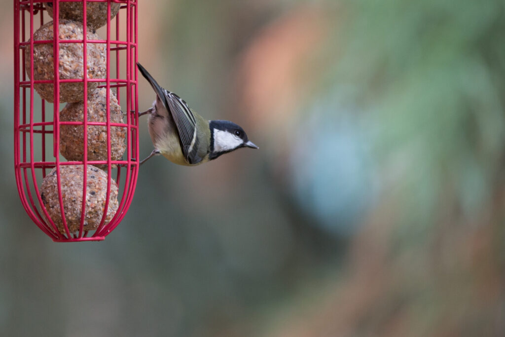 Mésange charbonnière sur une mangeoire