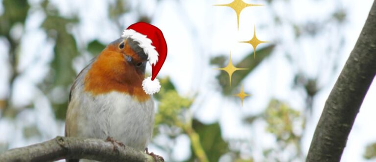 Rouge gorge avec un bonnet de noël