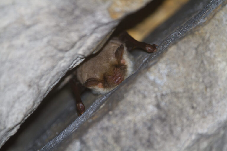 Chauve-souris (Grand murin) dans l'infructuosité d'un mur