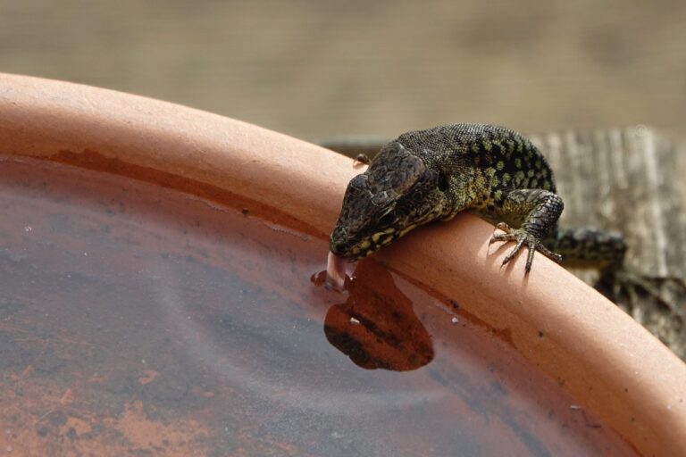 Lézard des murailles