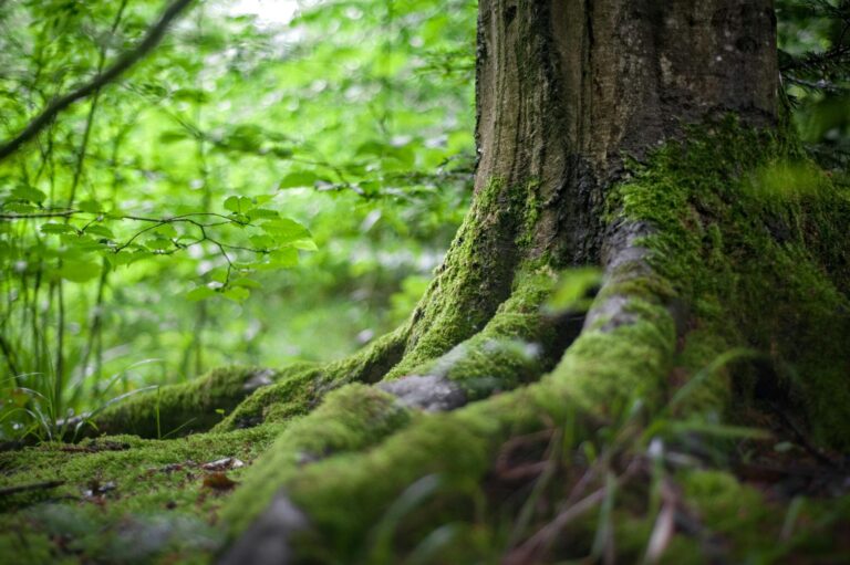 L'usage du monde-fonds-forêt