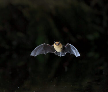 Pipistrelle commune en vol