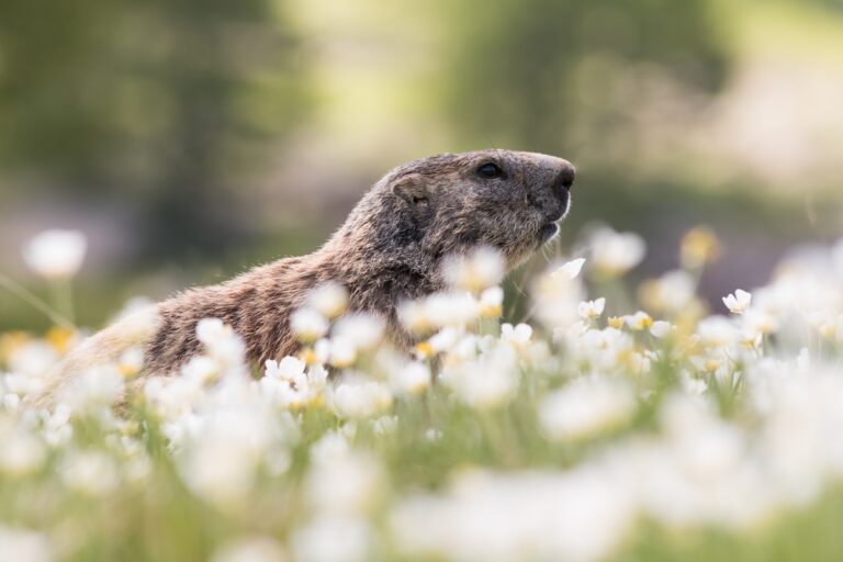 Marmotte dans un champ fleuri