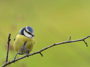 Mésange bleue © Bernard Jamet